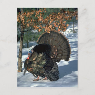 Eastern wild turkey, huge gobbler in full strut postcard