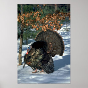 Eastern wild turkey, huge gobbler in full strut poster