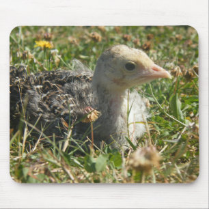Eastern Wild Turkey Poult Chick Mouse Mat