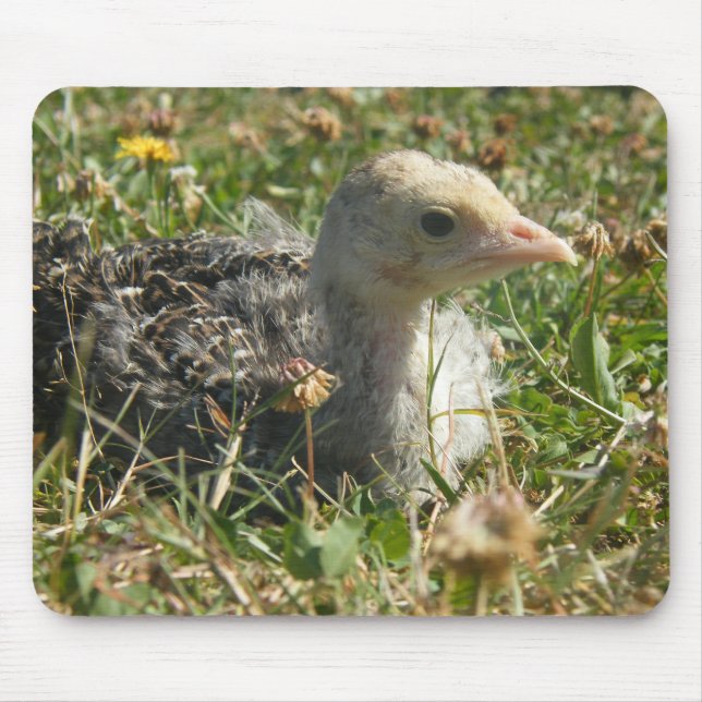 Eastern Wild Turkey Poult Chick Mouse Mat (Front)