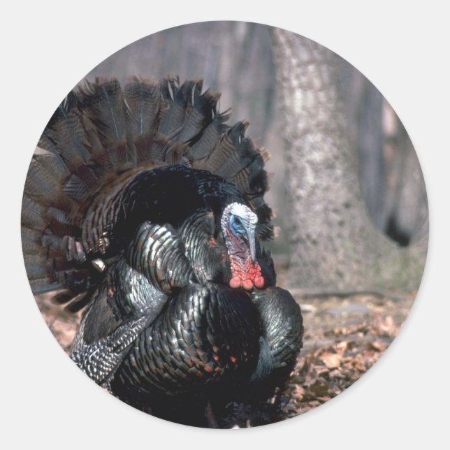 Eastern wild turkey strutting in woods classic round sticker (Front)