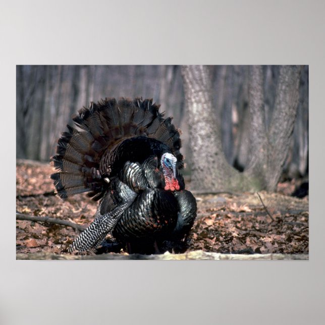 Eastern wild turkey strutting in woods poster (Front)
