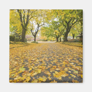 Eastmoreland In Autumn road and tree view Magnet