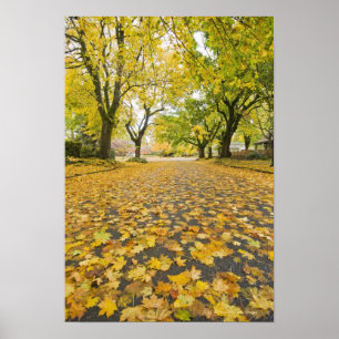 Eastmoreland In Autumn road and tree view Poster