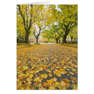 Eastmoreland Neighbourhood In Autumn