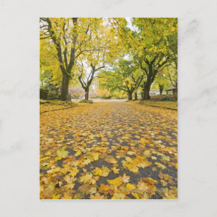 Eastmoreland Neighbourhood In Autumn Postcard