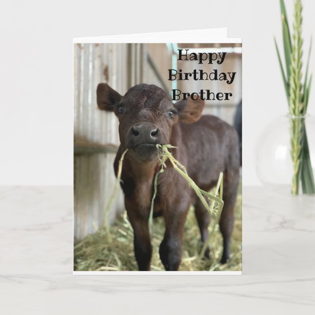 EAT CAKE NOT HAY "BROTHER" BIRTHDAY CARD (Front)