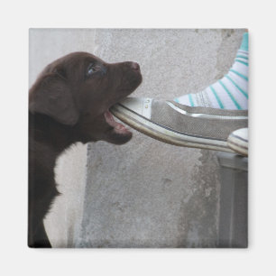 Eat My Shoe! Labrador Puppy Magnet