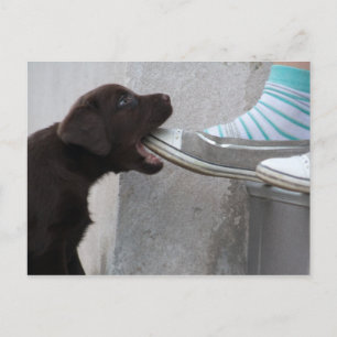 Eat My Shoe! Labrador Puppy Postcard
