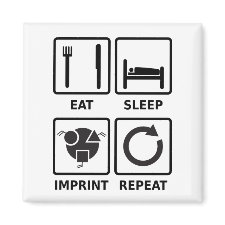 Eat, sleep, imprint, repeat magnet