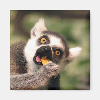 eating magnet