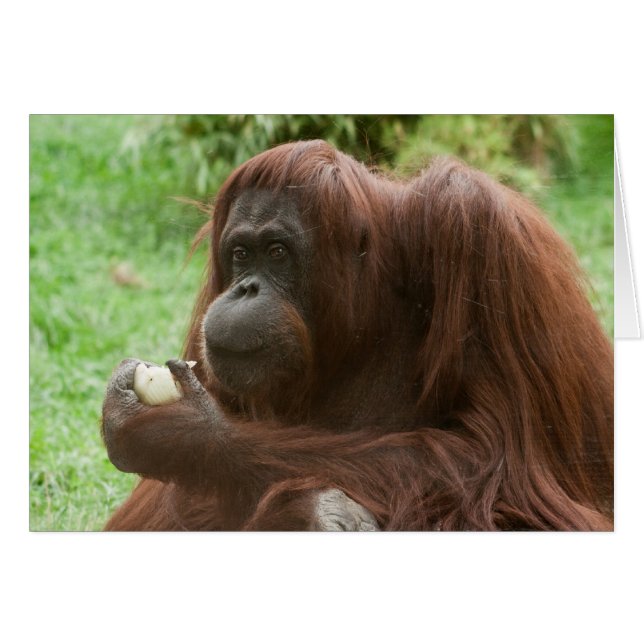Eating Orangutan (Front Horizontal)