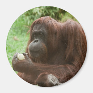 Eating Orangutan Magnet
