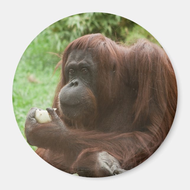 Eating Orangutan Magnet (Front)