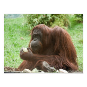 Eating Orangutan Photo Print