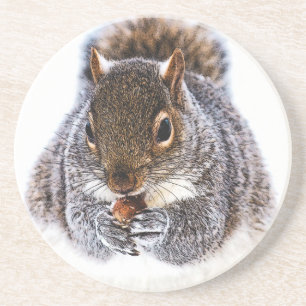 Eating Squirrel Coaster