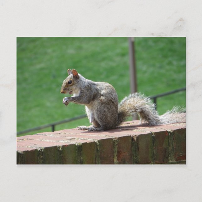 Eating Squirrel Postcard (Front)