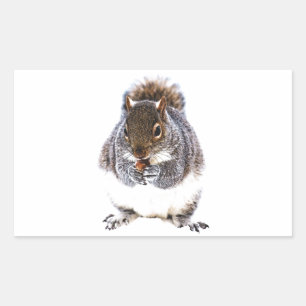 Eating Squirrel Rectangular Sticker