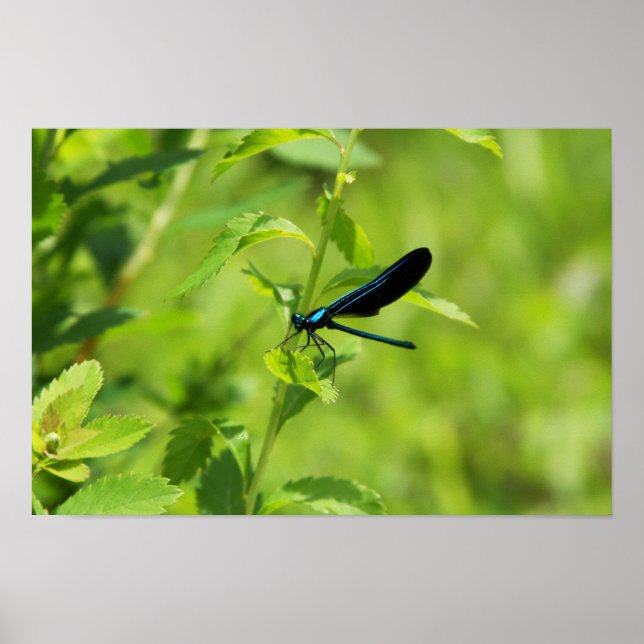 Ebony Jewelwing Poster (Front)