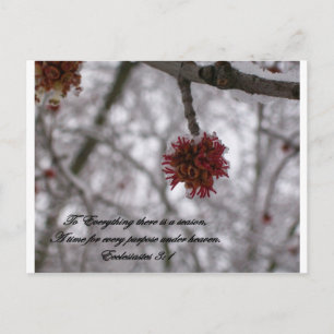 Ecclesiastes 3:1 postcard