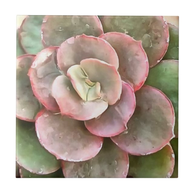 Echeveria Cactus Succulent Acrylic Painting Tile (Front)