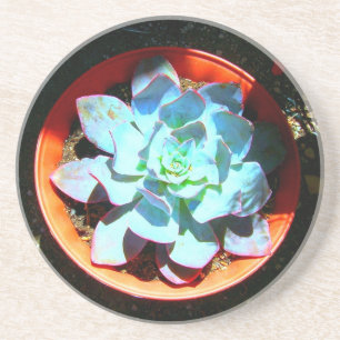 Echeveria Desert Plant Succulent Coaster