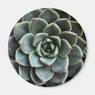 Echeveria Fabiola Magnet