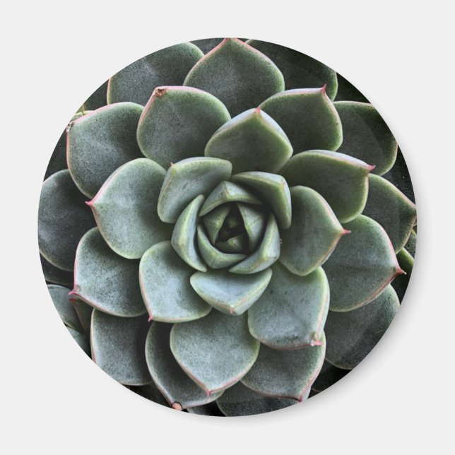 Echeveria Fabiola Magnet (Front)