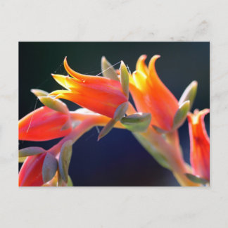 Echeveria hen and chicks flowers postcard