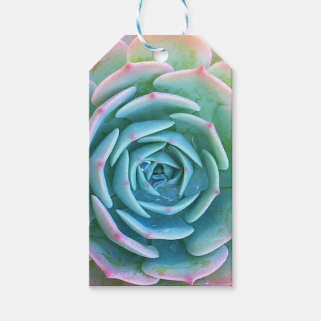 Echeveria Imbricata Succulent Gift Tag (Front)