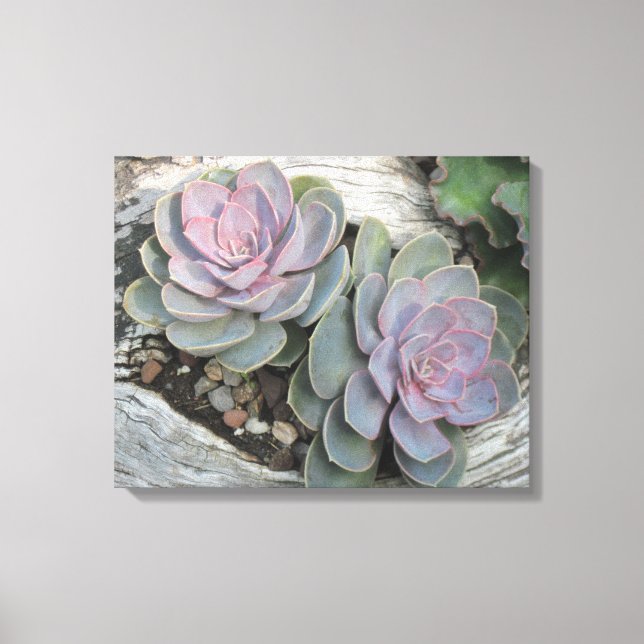 Echeveria On Driftwood Wrapped Canvas (Front)