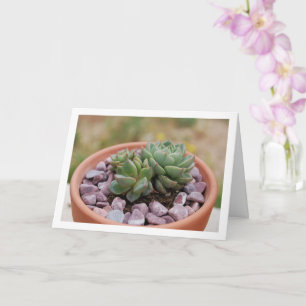 Echeveria Purpusorum, Succulent Plant Card