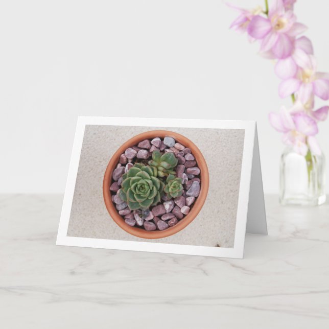 Echeveria Purpusorum, Succulent Plant Card (Orchid)