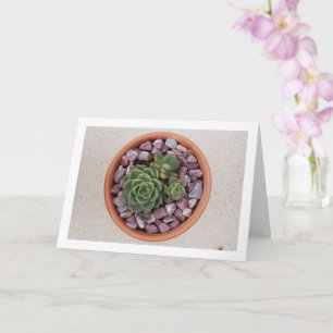 Echeveria Purpusorum, Succulent Plant Card