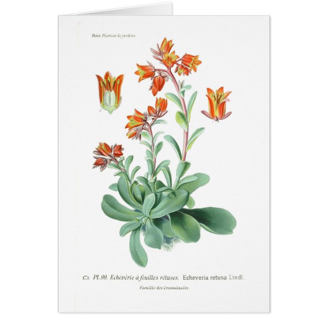 Echeveria retusa (Front)