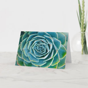Echeveria Rosette, Secret Garden of Marrakech Card
