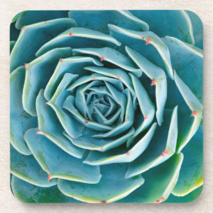 Echeveria Rosette, Secret Garden of Marrakech Coaster