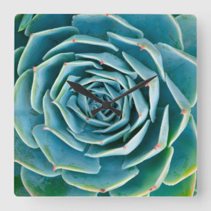 Echeveria Rosette, Secret Garden of Marrakech Square Wall Clock