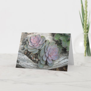 Echeveria Succulent Birthday Card