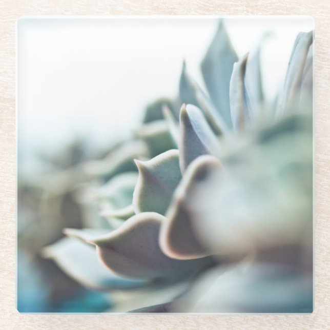 Echeveria succulent glass coaster (Front)