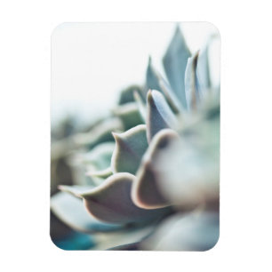 Echeveria succulent magnet