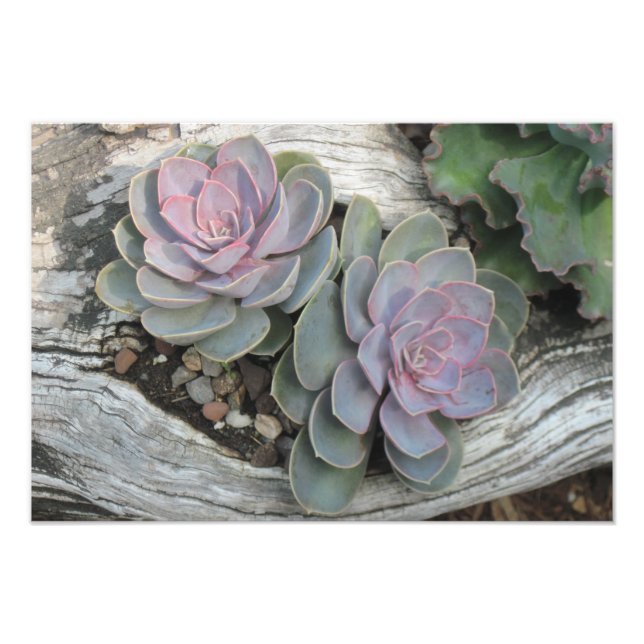 Echeveria Succulent Photo Print (Front)
