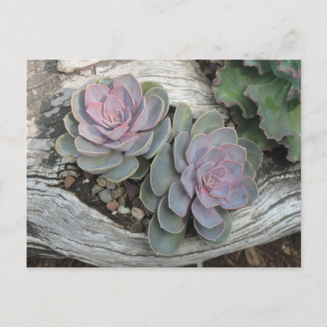 Echeveria Succulent Postcard (Front)