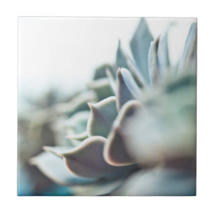 Echeveria succulent tile