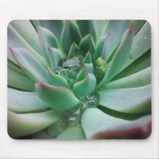 Echeveria 'Tippy' Mouse Mat