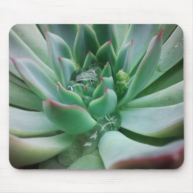 Echeveria 'Tippy' Mouse Mat (Front)