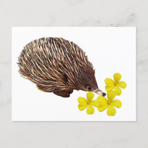 Echidna and Frangipani  Postcard