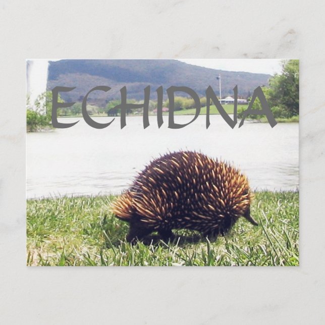 ECHIDNA animal nature customise personalise Postcard (Front)