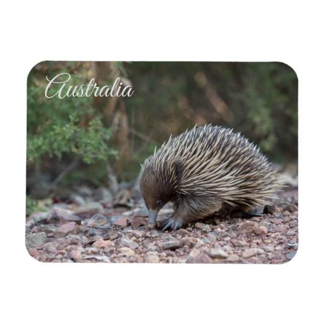 Echidna, Australia Magnet (Horizontal)