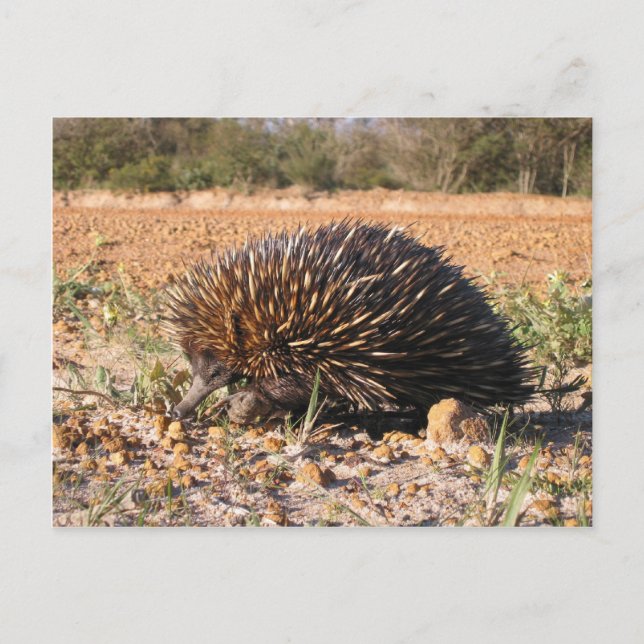 Echidna Finding Food On The Soil Postcard (Front)
